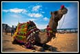 Camel_small